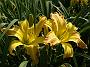 Hemerocallis Annegret Brauckmann